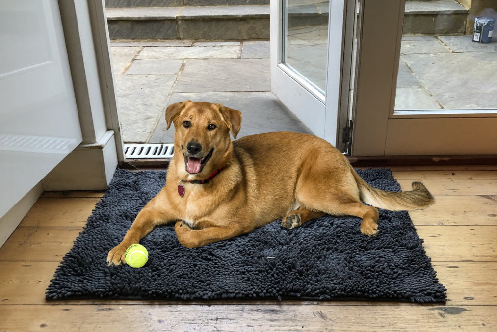 https://easypaws.co.uk/cdn/shop/products/Dog-Mud-Mat_2048x.png?v=1629411929